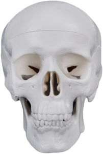 Human Skull Model