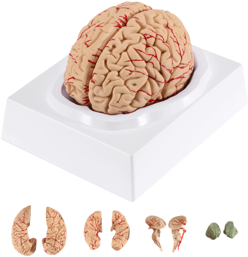 ISKO human Brain Model in 8 Parts