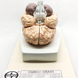 8 Part human brain model