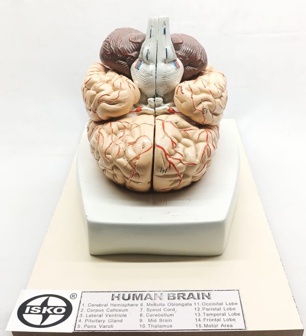 8 Part human brain model